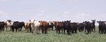 Sunset cattle and rancher