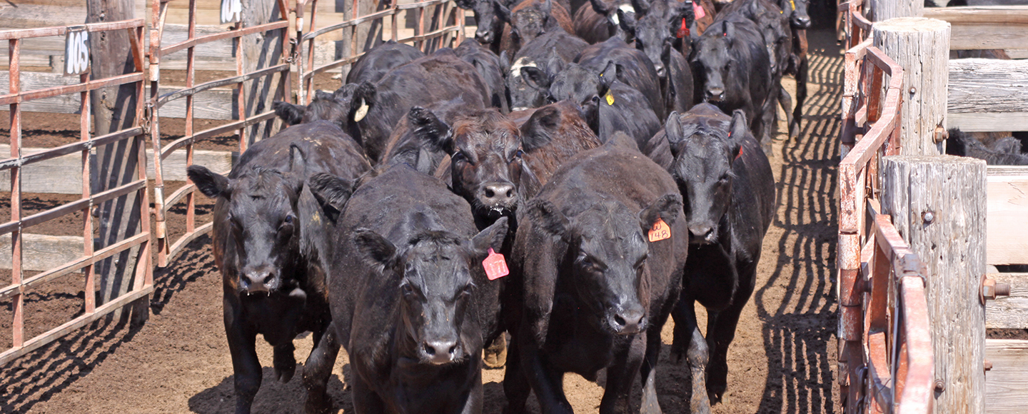 Cattle coming through gates