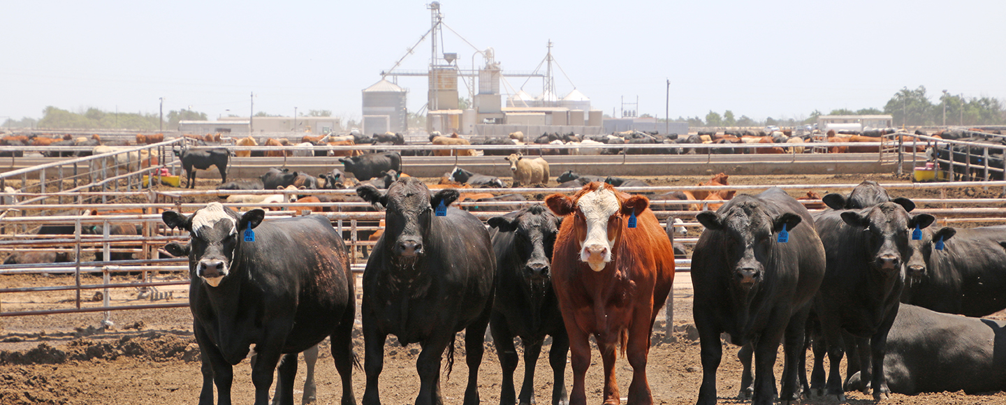 Cattle in Feedyard