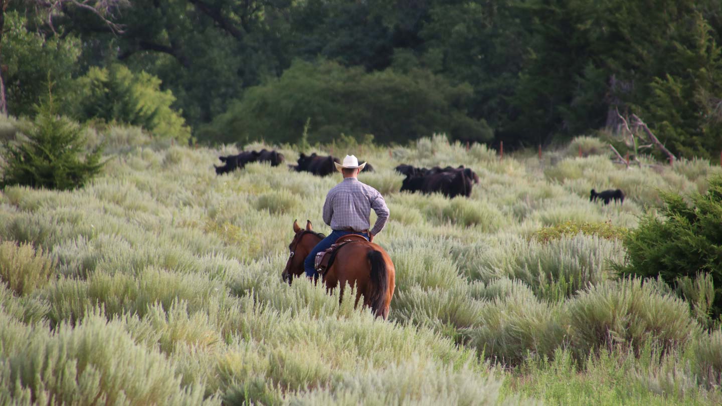 Cattle in grass field