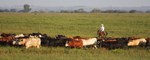 Cattle on ranch