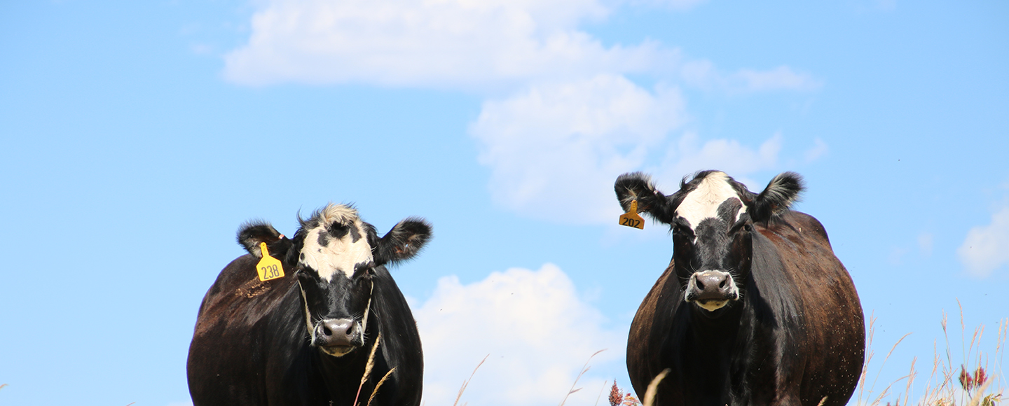 News Center Cattle Image